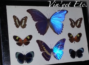 Butterflies1