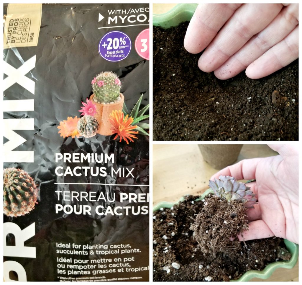 Planting Succulents For the Porch - Outdoor Extravaganza Vinyet Etc 