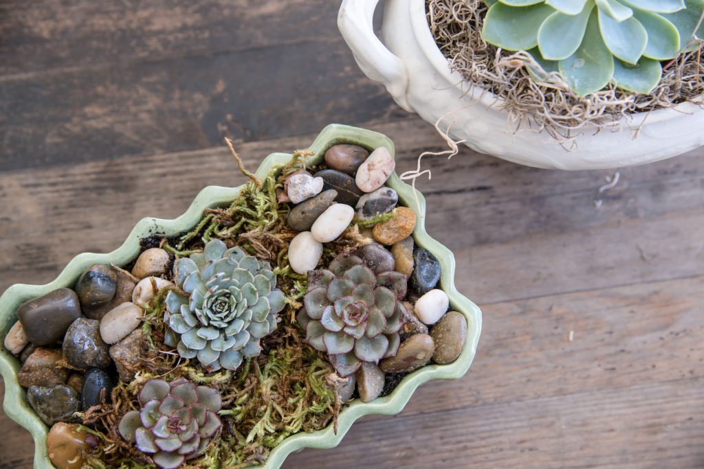 Planting Succulents For the Porch - Outdoor Extravaganza Vinyet Etc