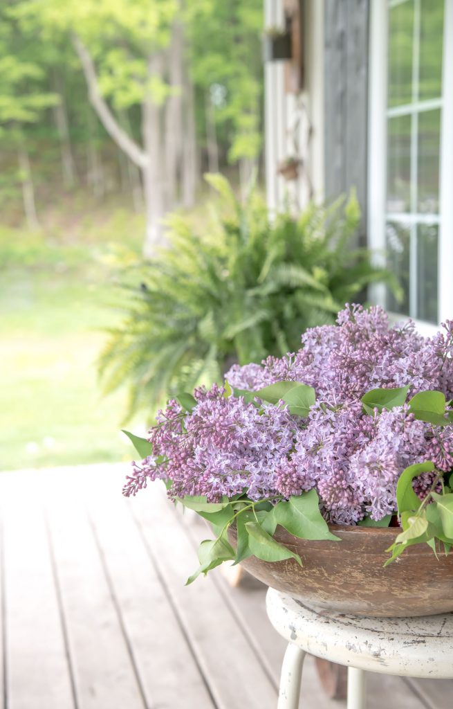 Making your cut lilacs last longer - Cozy Living - Vinyet Etc #CozyLiving #Vintage #June #Lilacs