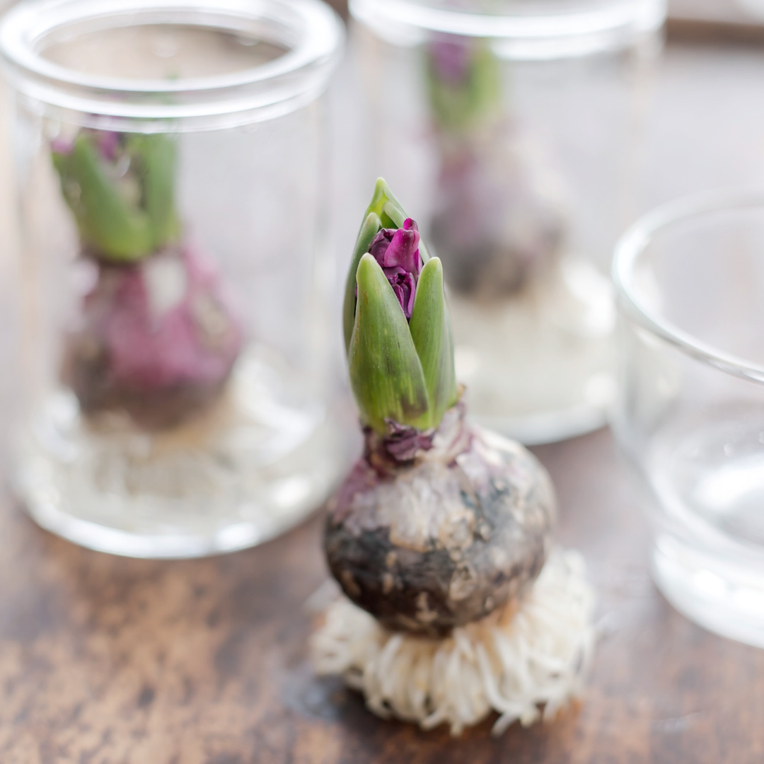 diy-spring-with-hyacinth-bulbs-cozy-living - Vinyet Etc