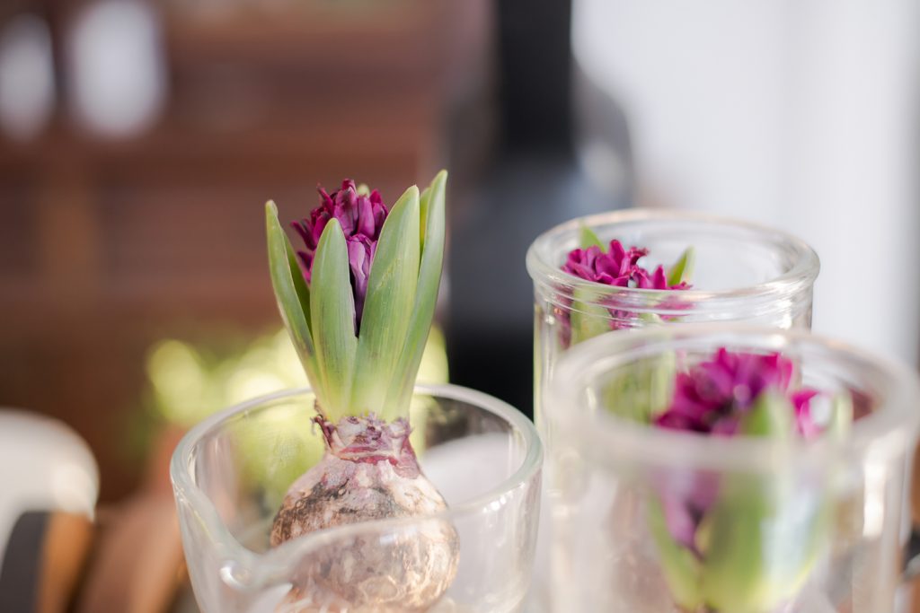 DIY Spring with Hyacinth Bulbs - Cozy Living - Vinyet Etc